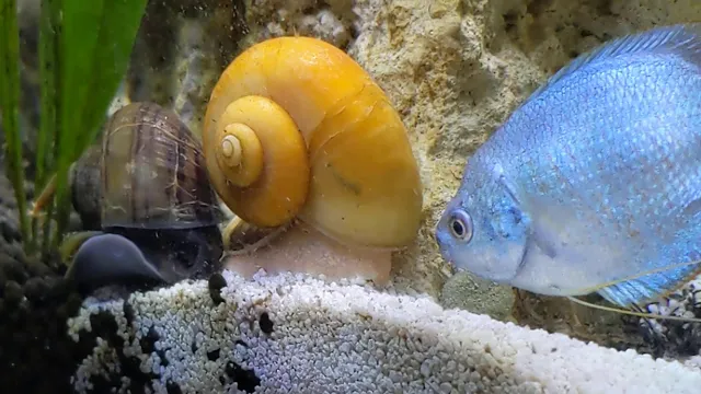 how to get snails out of.fish aquarium