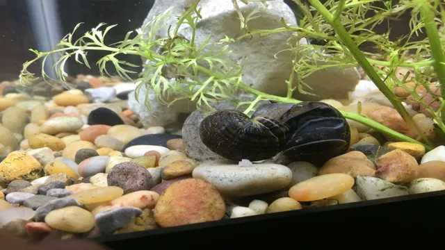 How to Get Snails Out of Fish Aquarium: Tips and Tricks for Safe and Effective Removal