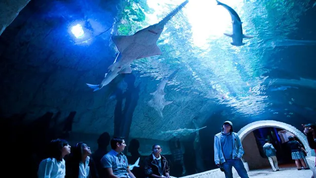 How to Get to Dallas Aquarium: A Detailed Guide for Easy…