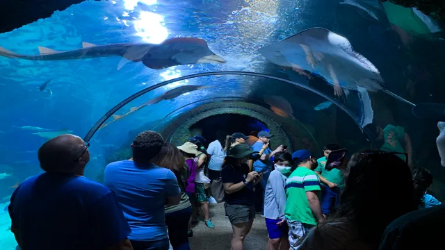 How to Get to Denver Aquarium from Downtown: A Complete Guide