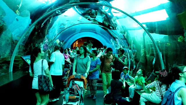 How to Get to Sea Aquarium from Harbourfront: The Ultimate Guide for a Memorable Visit