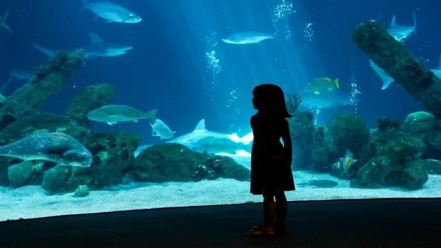 How to Get to the Albuquerque Aquarium: Your Ultimate Guide to Exploring Aquatic Wonders