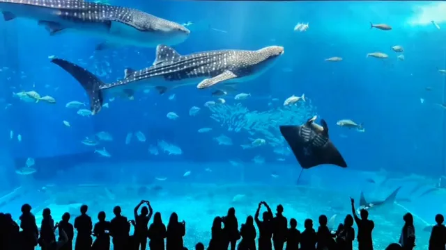 How to Get to the Aquarium Okinawa: A Comprehensive Guide for Tourists