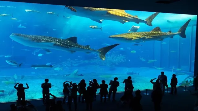 how to get to the aquarium okinawa