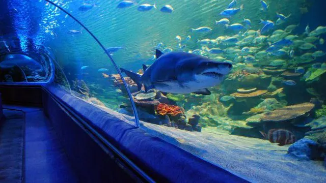 How to Get to the Cleveland Aquarium: A Comprehensive Guide for Visitors