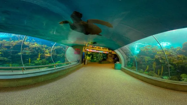 How to Get to the Florida Aquarium: A Comprehensive Guide for Visitors