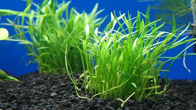 how to get your aquarium plants grow faster