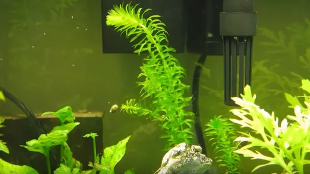 How to Get Your Aquarium Plants Grow Faster: Top Tips and Tricks