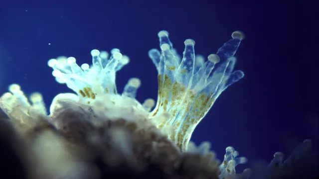 How to Get Zooxanthellae Aquarium: A Complete Guide for Coral Reef Enthusiasts