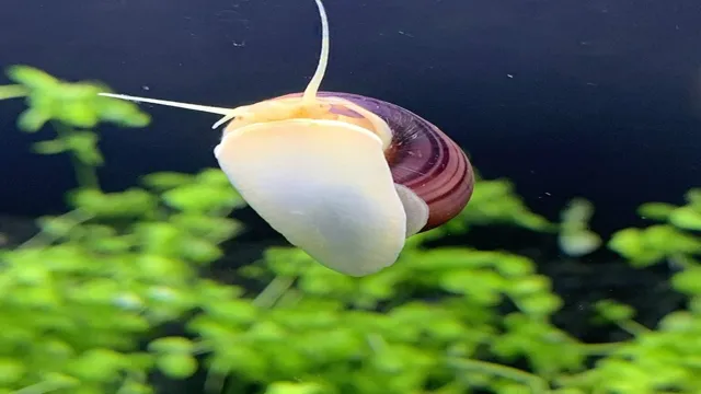 how to give aquarium snails calcium