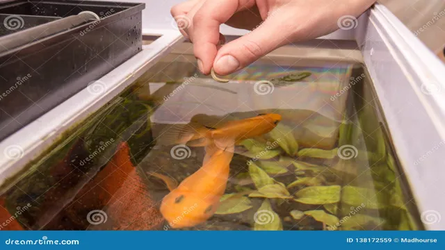 how to give away aquarium fish