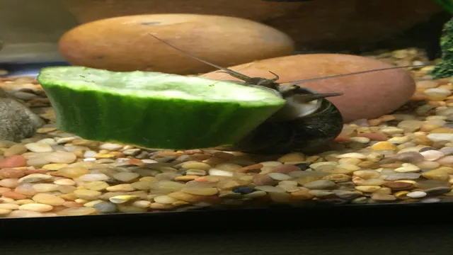 how to give gish & snail cucumbers in aquarium