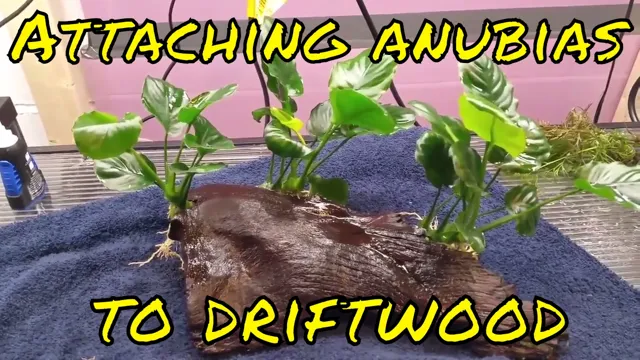 how to glue aquarium plants to driftwood