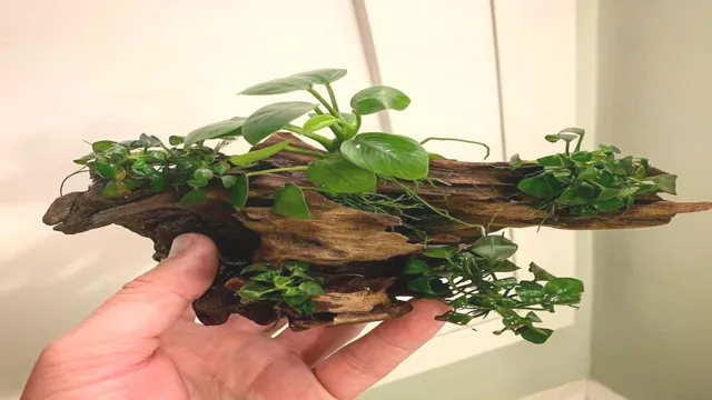 How to Glue Aquarium Plants to Driftwood: A Step-by-Step Guide