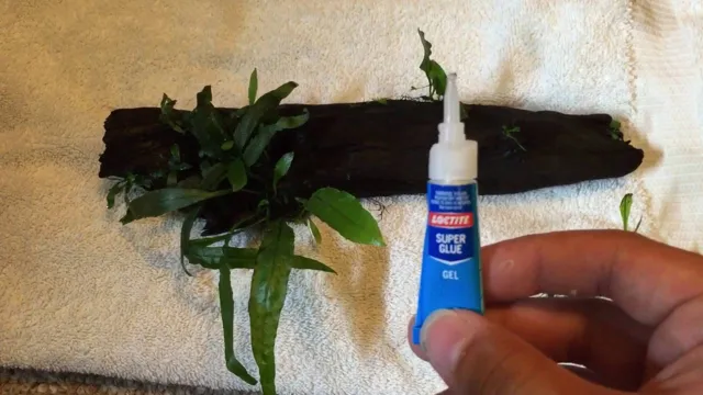 How to Glue Aquarium Plants to Rocks: A Step-by-Step Guide for Stunning Aquascapes