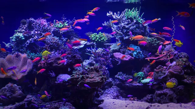 How to Go From Saltwater to Freshwater Aquarium: Easy Guide for Beginners