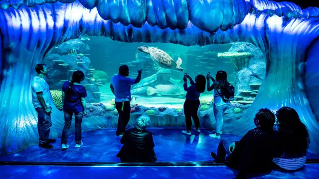 How to Go to Sea Aquarium from Harbourfront: The Ultimate Guide for Visitors