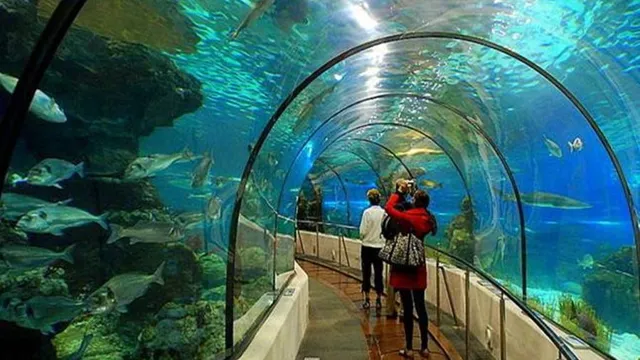 How to Go to Antalya Aquarium: Your Complete Guide to Exploring the Underwater World