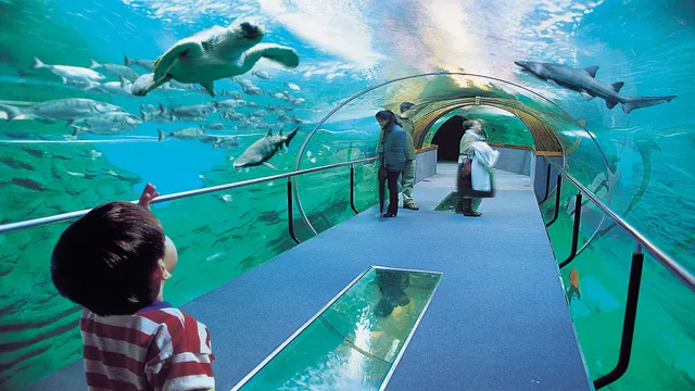 How to Go to Aquarium: A Step-by-Step Guide to Visiting Your Ideal Marine Life Haven