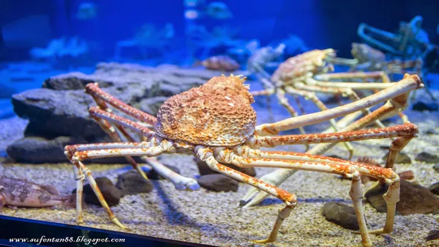 How to Go to Dotonbori from Osaka Aquarium: A Comprehensive Guide