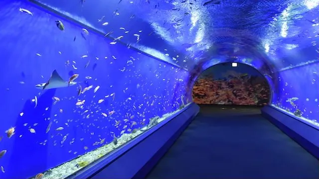 How to Go to Kaiyukan Aquarium from Namba: A Comprehensive Guide