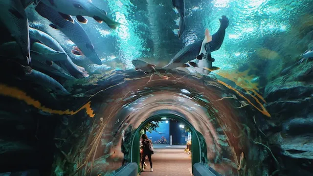 How to Go to Lotte Aquarium from Lotte World: Insider Tips and Directions