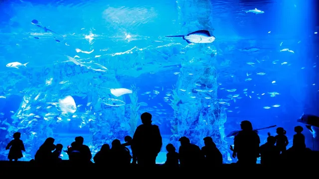 How to Go to Lotte Aquarium from Lotte World: A Step-by-Step Guide