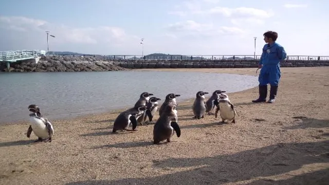 how to go to nagasaki penguin aquarium