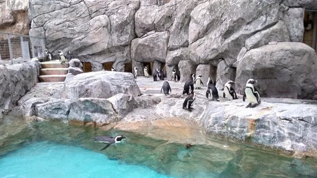 How to Go to Nagasaki Penguin Aquarium: A Guide to Witnessing the Fascinating World of Penguin