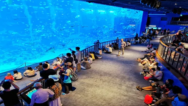 How to Go to Sea Aquarium Singapore: Your Ultimate Guide to Exploring Marine Life