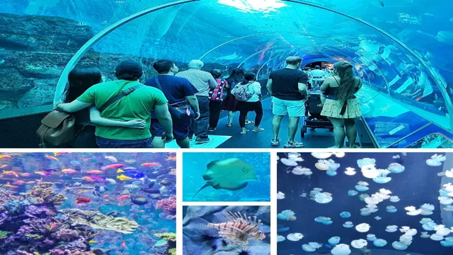 how to go to sea aquarium singapore by mrt
