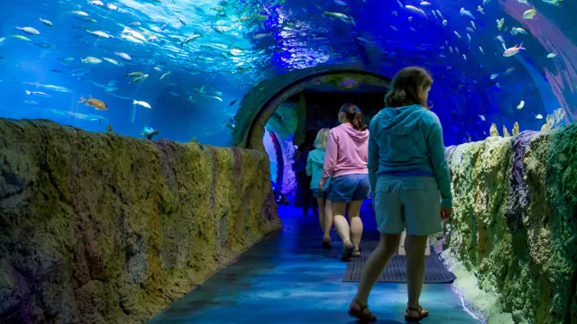 How to Go to Sea Life Aquarium: A Complete Guide for a Fun-Filled Day