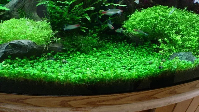 how to grow a carpet in an aquarium