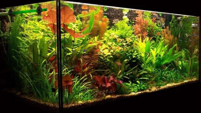 how to grow a planted aquarium