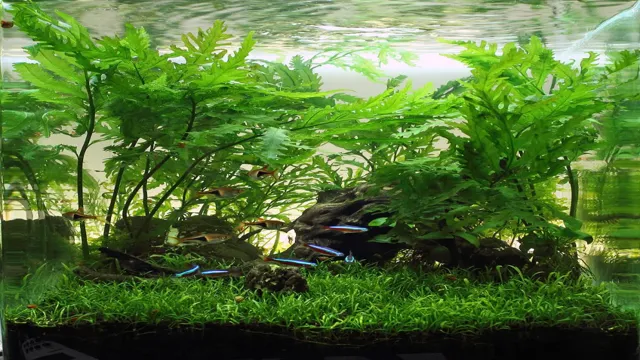 How to Grow a Planted Aquarium: Tips and Tricks for Success