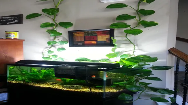 How to Grow a Pothos Plant in an Aquarium: Tips and Tricks for Aquatic Greenery!