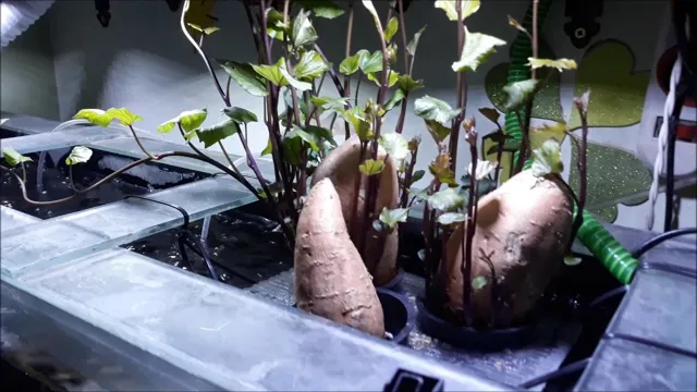 How to Grow a Sweet Potato in an Aquarium: A Step-by-Step Guide for Healthy Plants