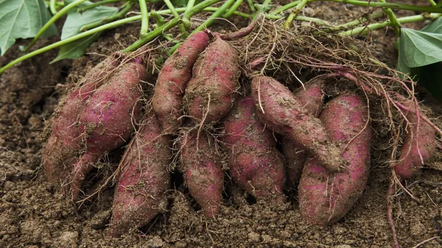 How to Grow a Sweet Potato in an Aquarium: A Step-by-Step Guide