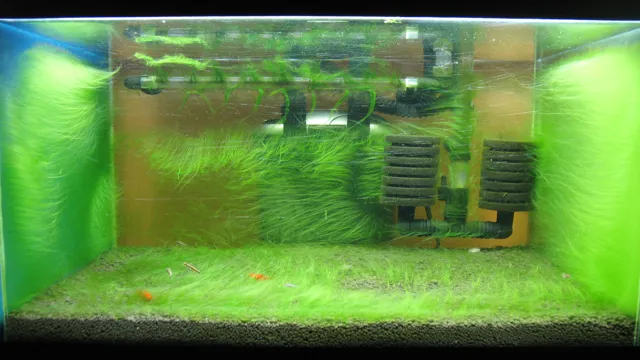 how to grow algae fast in aquarium
