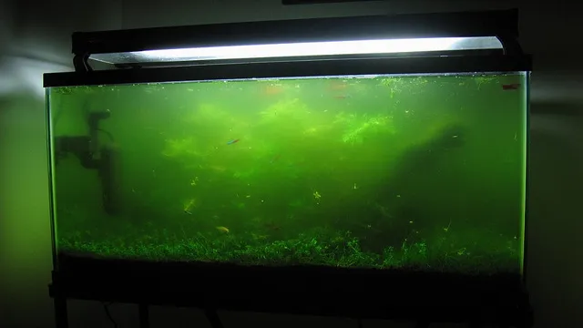 How to Grow Algae for Aquarium Algae Eaters – Tips and Techniques