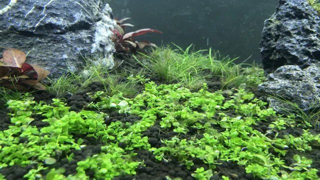 how to grow algae for aquarium algae eaters