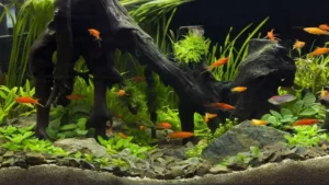 how to grow algae for aquarium algae eaters