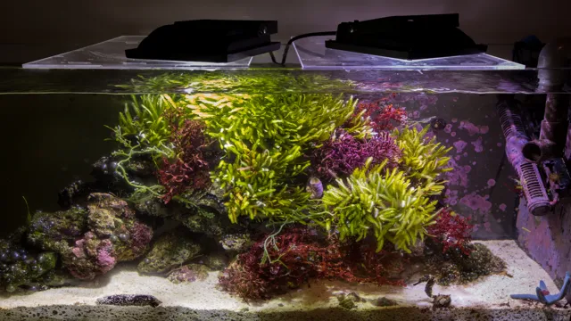 how to grow algae in aquarium