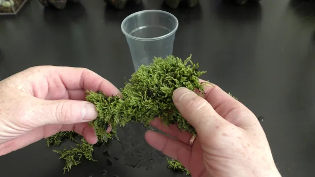 how to grow aquarium moss from seeds