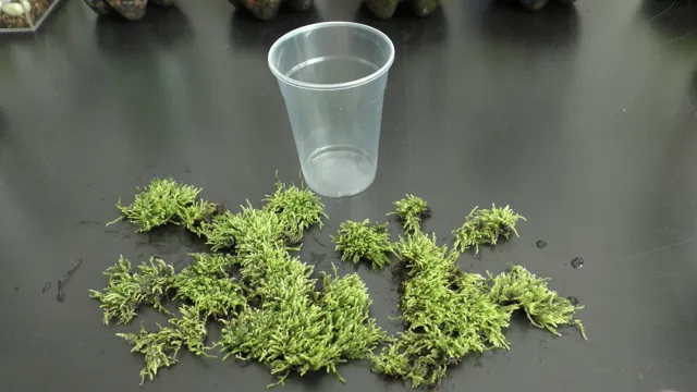 how to grow aquarium moss from seeds