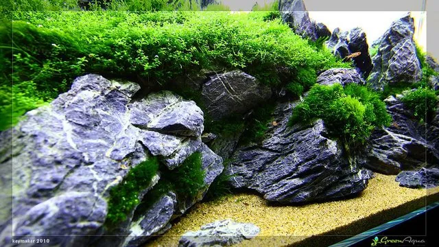 how to grow aquarium moss on a rock