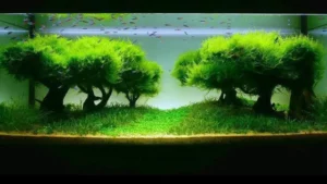 how to grow aquarium moss tree