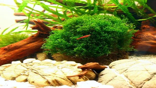 How to Grow Aquarium Moss: A Beginner’s Guide to Lush and Healthy Aquatic Plants