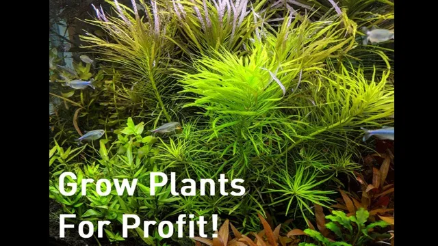 how to grow aquarium plants for profit