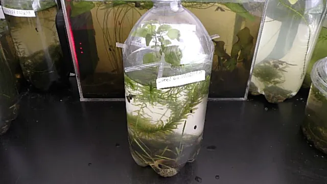 how to grow aquarium plants from cuttings
